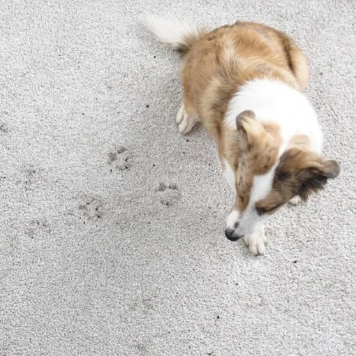 Carpet care | The Floor Store